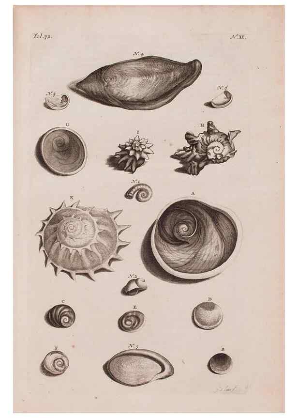 Reproducción/Reproduction 36951166931: D'Amboinsche Rariteitkamer ... :. T'Amsterdam :Gedrukt by François Halma,1705.