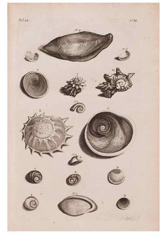 Reproducción/Reproduction 36951166931: D'Amboinsche Rariteitkamer ... :. T'Amsterdam :Gedrukt by François Halma,1705.