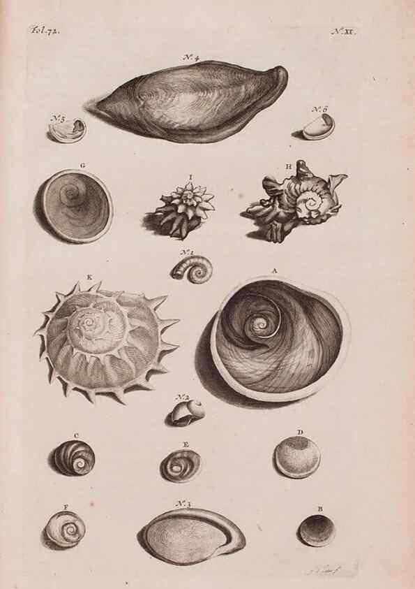 Reproducción/Reproduction 36951166931: D'Amboinsche Rariteitkamer ... :. T'Amsterdam :Gedrukt by François Halma,1705.