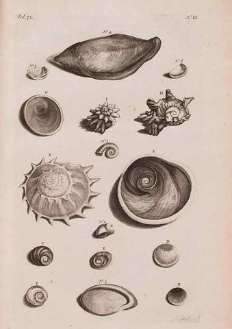 Reproducción/Reproduction 36951166931: D'Amboinsche Rariteitkamer ... :. T'Amsterdam :Gedrukt by François Halma,1705.