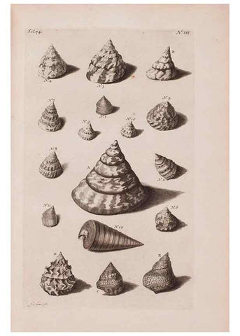 Reproducción/Reproduction 36951169451: D'Amboinsche Rariteitkamer ... :. T'Amsterdam :Gedrukt by François Halma,1705.