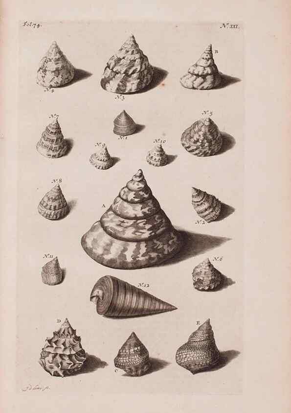 Reproducción/Reproduction 36951169451: D'Amboinsche Rariteitkamer ... :. T'Amsterdam :Gedrukt by François Halma,1705.