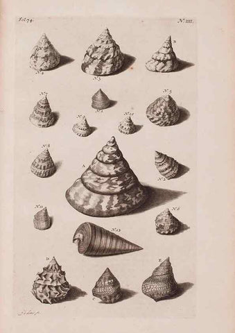 Reproducción/Reproduction 36951169451: D'Amboinsche Rariteitkamer ... :. T'Amsterdam :Gedrukt by François Halma,1705.