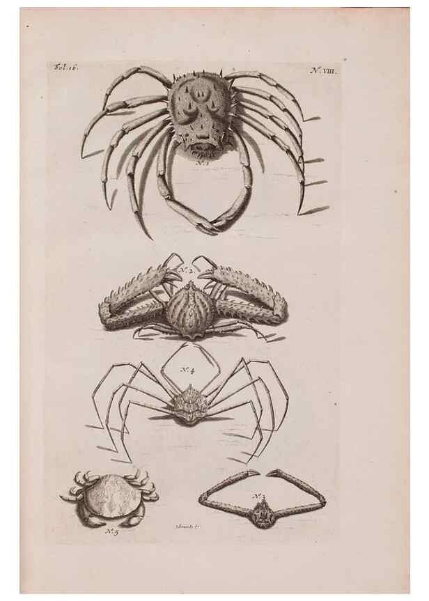 Reproducción/Reproduction 36257426274: D'Amboinsche Rariteitkamer ... :. T'Amsterdam :Gedrukt by François Halma,1705.