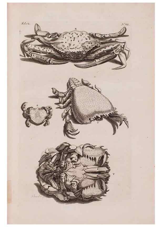 Reproducción/Reproduction 36257423844: D'Amboinsche Rariteitkamer ... :. T'Amsterdam :Gedrukt by François Halma,1705.
