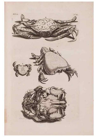 Reproducción/Reproduction 36257423844: D'Amboinsche Rariteitkamer ... :. T'Amsterdam :Gedrukt by François Halma,1705.