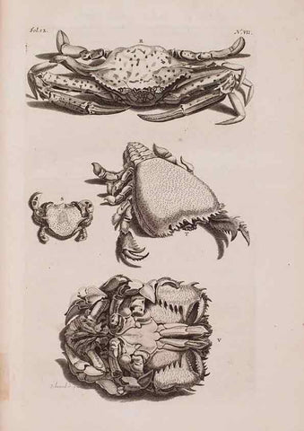 Reproducción/Reproduction 36257423844: D'Amboinsche Rariteitkamer ... :. T'Amsterdam :Gedrukt by François Halma,1705.