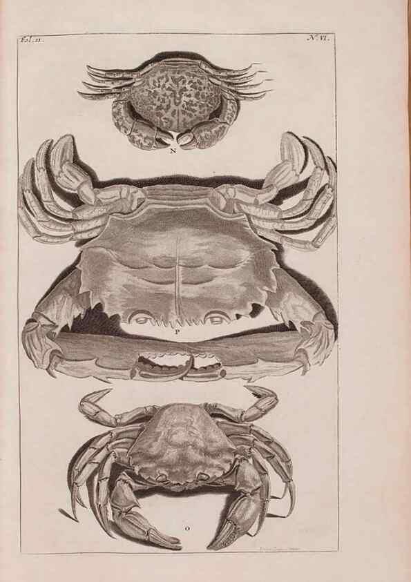 Reproducción/Reproduction 36257419264: D'Amboinsche Rariteitkamer ... :. T'Amsterdam :Gedrukt by François Halma,1705.