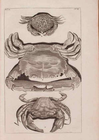 Reproducción/Reproduction 36257419264: D'Amboinsche Rariteitkamer ... :. T'Amsterdam :Gedrukt by François Halma,1705.