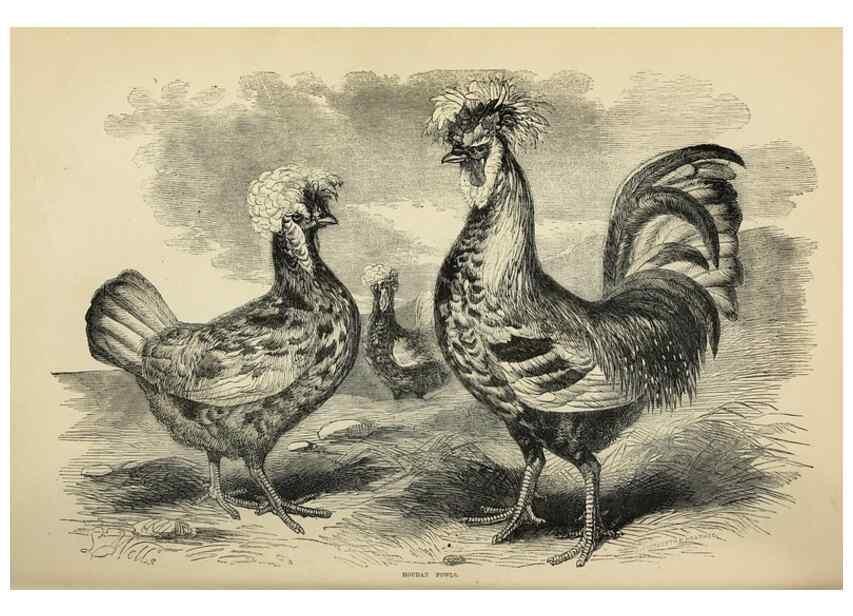 Reproducción/Reproduction 36900988966: The poultry book :. London ;G. Routledge,1867.
