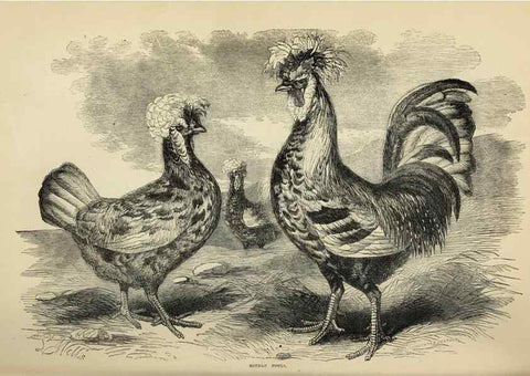 Reproducción/Reproduction 36900988966: The poultry book :. London ;G. Routledge,1867.