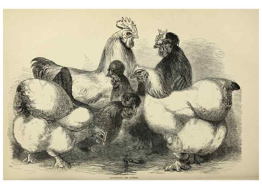Reproducción/Reproduction 36919053472: The poultry book :. London ;G. Routledge,1867.
