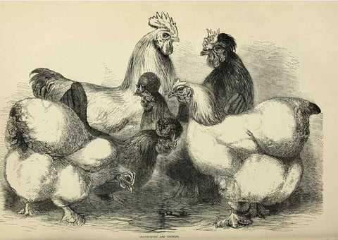Reproducción/Reproduction 36919053472: The poultry book :. London ;G. Routledge,1867.