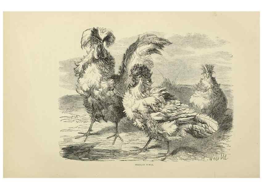 Reproducción/Reproduction 37089470105: The poultry book :. London ;G. Routledge,1867.