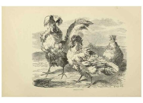 Reproducción/Reproduction 37089470105: The poultry book :. London ;G. Routledge,1867.