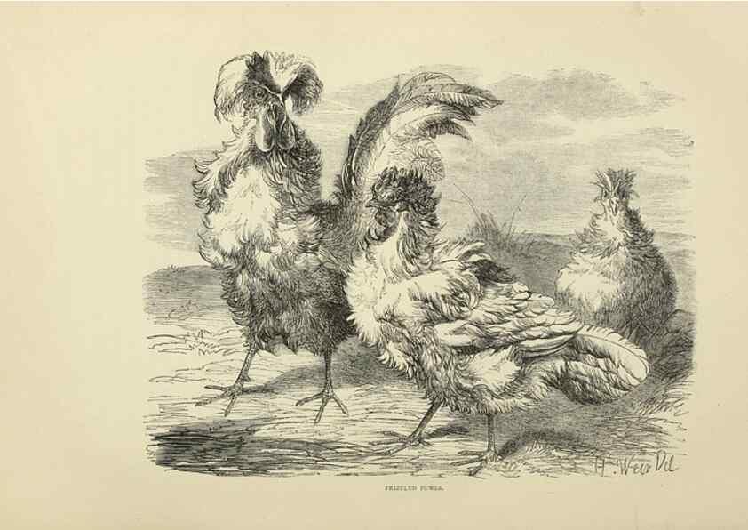 Reproducción/Reproduction 37089470105: The poultry book :. London ;G. Routledge,1867.