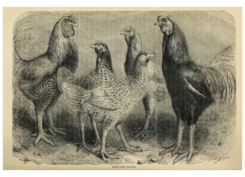 Reproducción/Reproduction 36900999026: The poultry book :. London ;G. Routledge,1867.