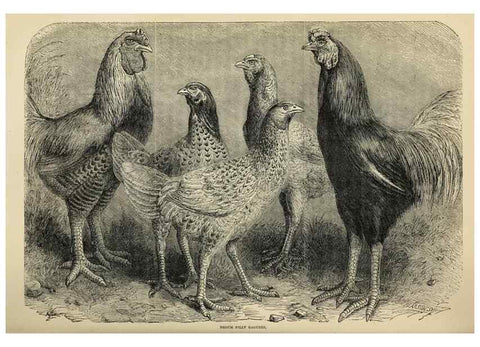 Reproducción/Reproduction 36900999026: The poultry book :. London ;G. Routledge,1867.