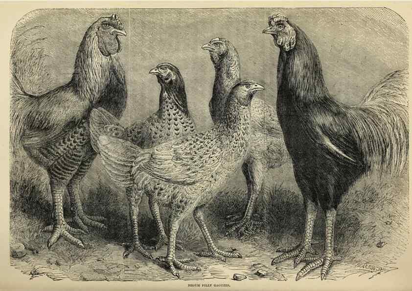 Reproducción/Reproduction 36900999026: The poultry book :. London ;G. Routledge,1867.