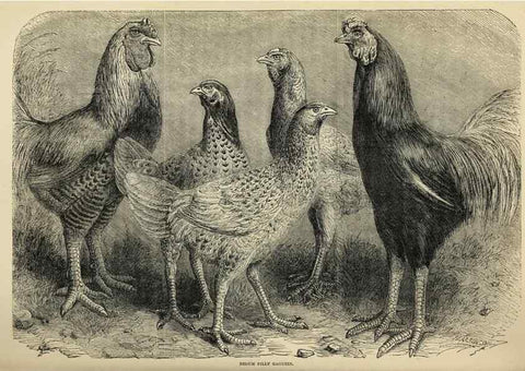 Reproducción/Reproduction 36900999026: The poultry book :. London ;G. Routledge,1867.
