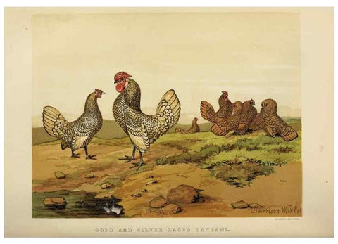 Reproducción/Reproduction 36901001326: The poultry book :. London ;G. Routledge,1867.