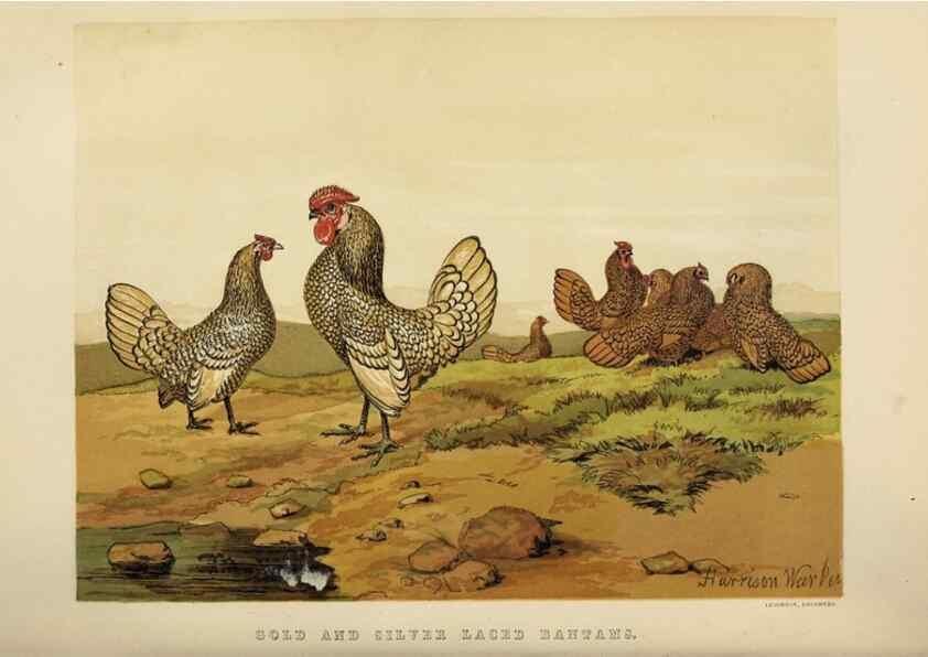 Reproducción/Reproduction 36901001326: The poultry book :. London ;G. Routledge,1867.