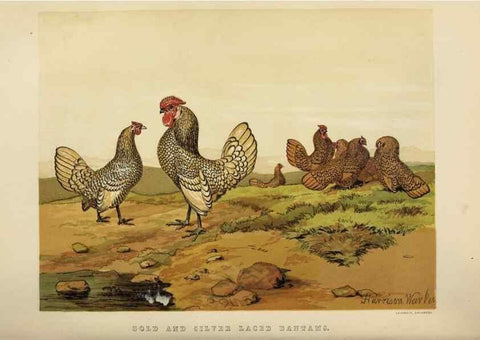 Reproducción/Reproduction 36901001326: The poultry book :. London ;G. Routledge,1867.