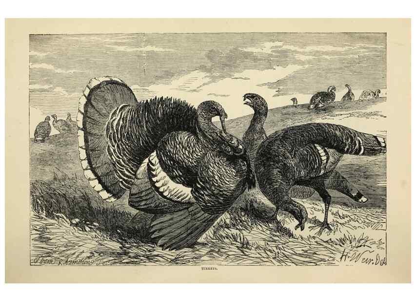 Reproducción/Reproduction 36254246844: The poultry book :. London ;G. Routledge,1867.