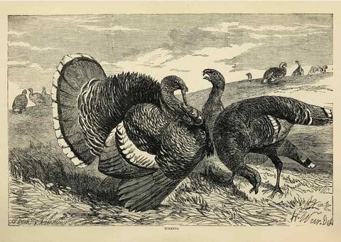 Reproducción/Reproduction 36254246844: The poultry book :. London ;G. Routledge,1867.