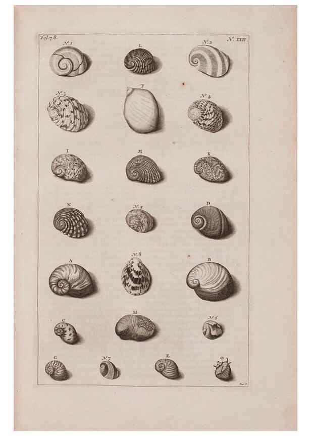 Reproducción/Reproduction 36951172171: D'Amboinsche Rariteitkamer ... :. T'Amsterdam :Gedrukt by François Halma,1705.