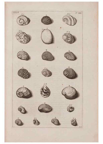 Reproducción/Reproduction 36951172171: D'Amboinsche Rariteitkamer ... :. T'Amsterdam :Gedrukt by François Halma,1705.