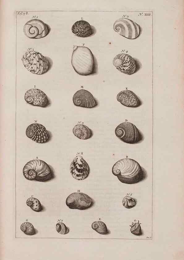 Reproducción/Reproduction 36951172171: D'Amboinsche Rariteitkamer ... :. T'Amsterdam :Gedrukt by François Halma,1705.