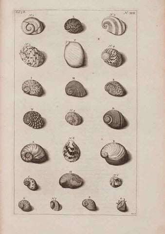 Reproducción/Reproduction 36951172171: D'Amboinsche Rariteitkamer ... :. T'Amsterdam :Gedrukt by François Halma,1705.