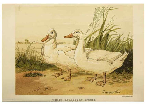 Reproducción/Reproduction 36254249674: The poultry book :. London ;G. Routledge,1867.