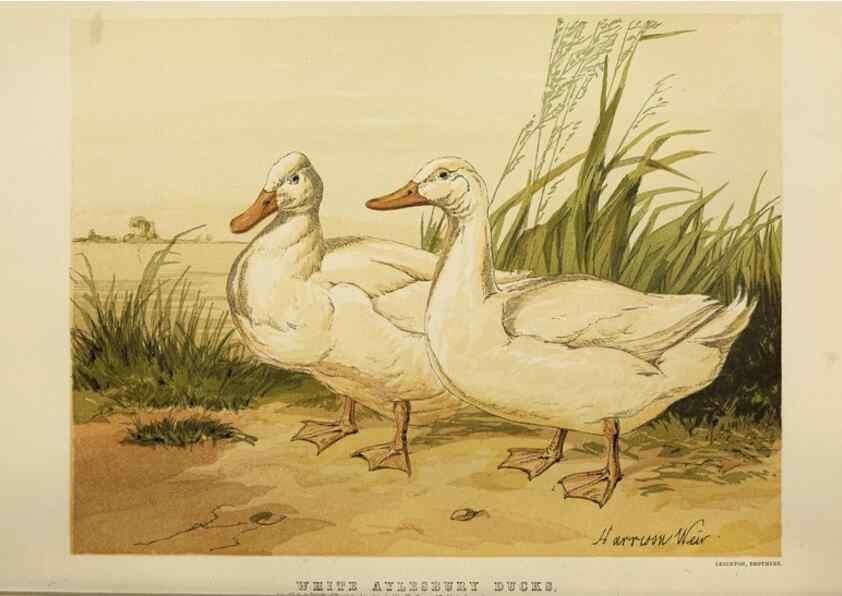 Reproducción/Reproduction 36254249674: The poultry book :. London ;G. Routledge,1867.
