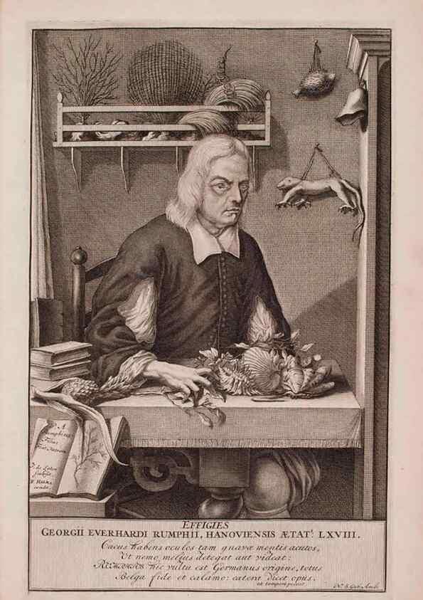 Reproducción/Reproduction 36696101210: D'Amboinsche Rariteitkamer ... :. T'Amsterdam :Gedrukt by François Halma,1705.