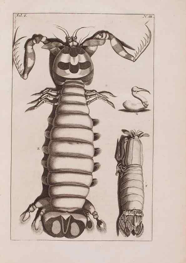 Reproducción/Reproduction 36696112750: D'Amboinsche Rariteitkamer ... :. T'Amsterdam :Gedrukt by François Halma,1705.