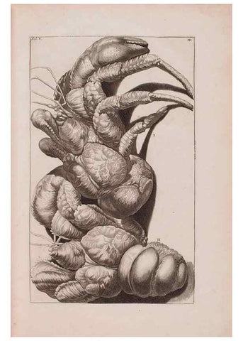 Reproducción/Reproduction 36696116550: D'Amboinsche Rariteitkamer ... :. T'Amsterdam :Gedrukt by François Halma,1705.