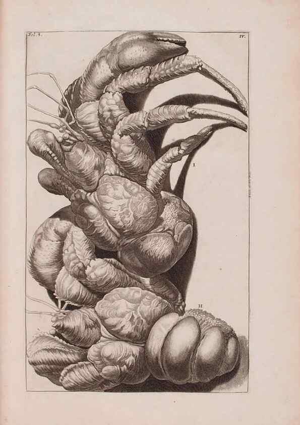 Reproducción/Reproduction 36696116550: D'Amboinsche Rariteitkamer ... :. T'Amsterdam :Gedrukt by François Halma,1705.