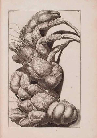 Reproducción/Reproduction 36696116550: D'Amboinsche Rariteitkamer ... :. T'Amsterdam :Gedrukt by François Halma,1705.