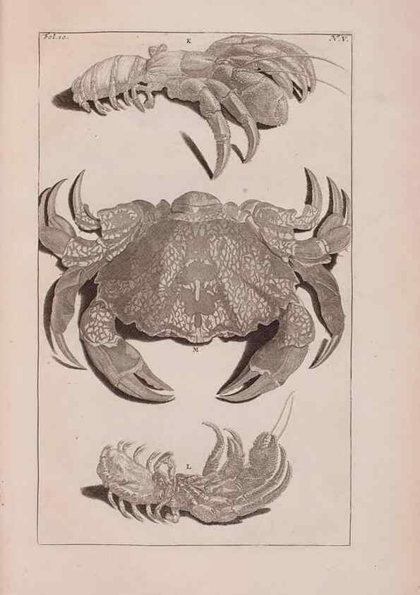 Reproducción/Reproduction 36257417614: D'Amboinsche Rariteitkamer ... :. T'Amsterdam :Gedrukt by François Halma,1705.