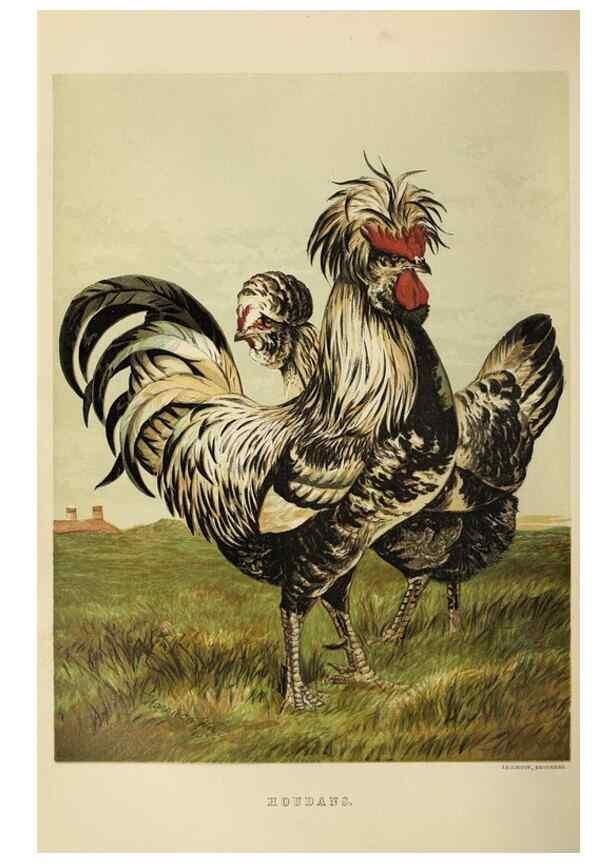 Reproducción/Reproduction 37089465885: The poultry book :. London ;G. Routledge,1867.