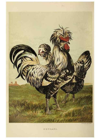 Reproducción/Reproduction 37089465885: The poultry book :. London ;G. Routledge,1867.