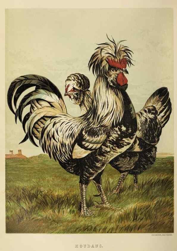 Reproducción/Reproduction 37089465885: The poultry book :. London ;G. Routledge,1867.