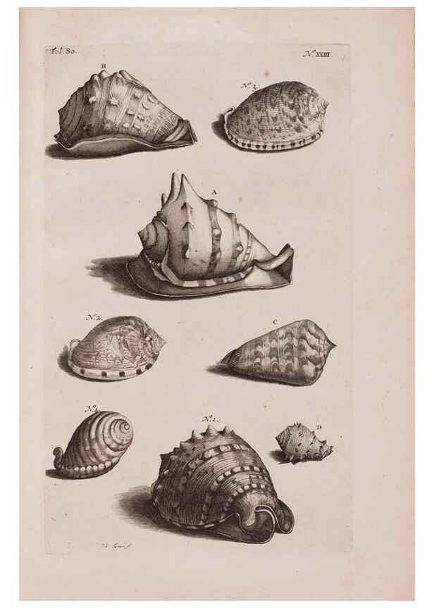 Reproducción/Reproduction 36951174911: D'Amboinsche Rariteitkamer ... :. T'Amsterdam :Gedrukt by François Halma,1705.