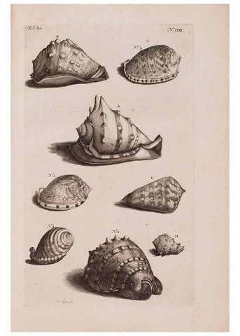 Reproducción/Reproduction 36951174911: D'Amboinsche Rariteitkamer ... :. T'Amsterdam :Gedrukt by François Halma,1705.