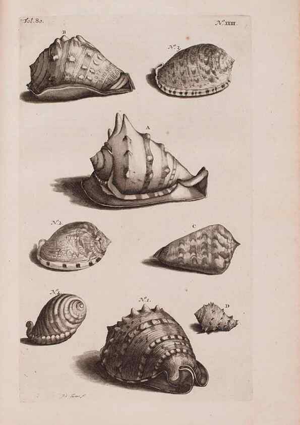Reproducción/Reproduction 36951174911: D'Amboinsche Rariteitkamer ... :. T'Amsterdam :Gedrukt by François Halma,1705.