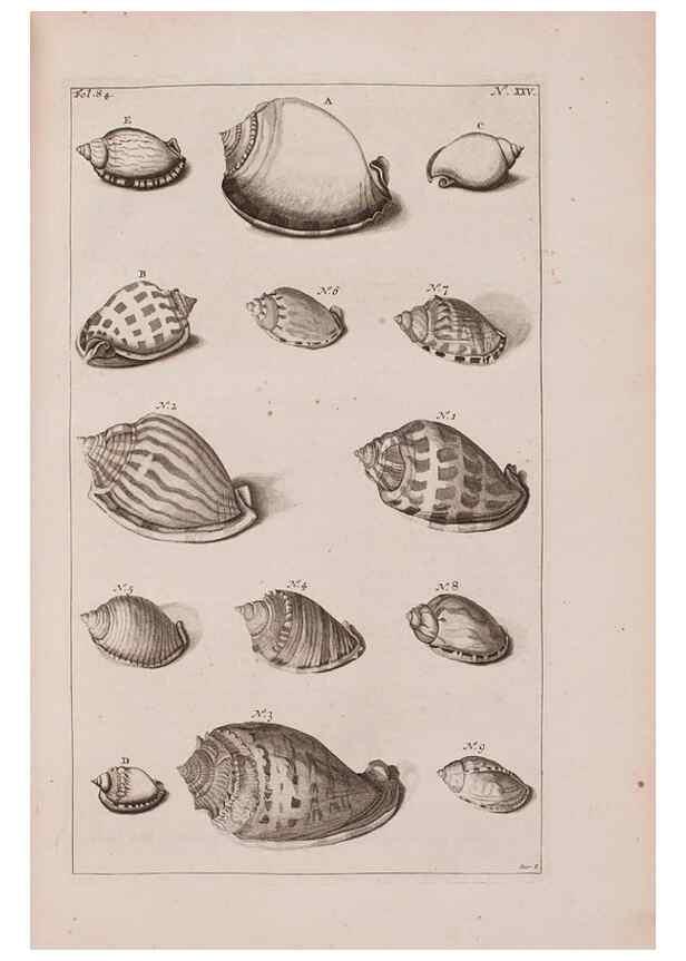 Reproducción/Reproduction 36696164550: D'Amboinsche Rariteitkamer ... :. T'Amsterdam :Gedrukt by François Halma,1705.