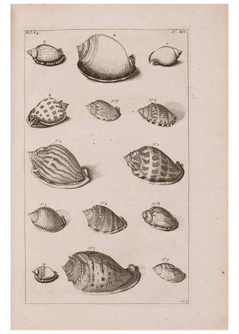 Reproducción/Reproduction 36696164550: D'Amboinsche Rariteitkamer ... :. T'Amsterdam :Gedrukt by François Halma,1705.