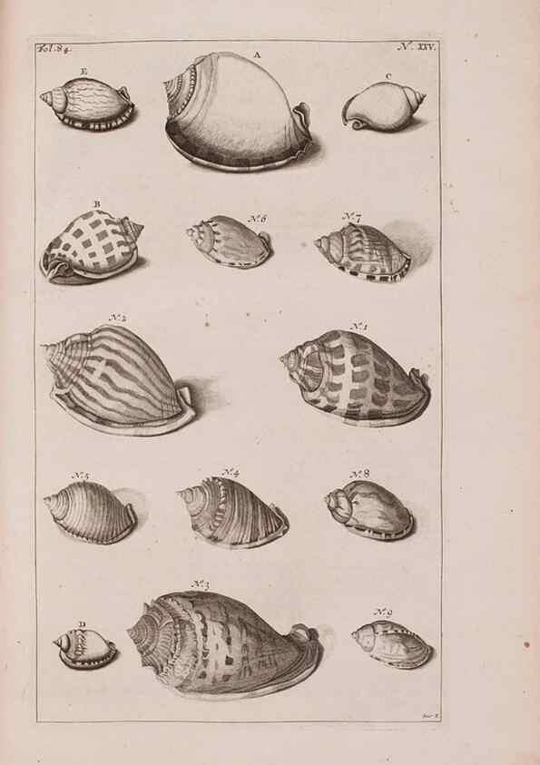 Reproducción/Reproduction 36696164550: D'Amboinsche Rariteitkamer ... :. T'Amsterdam :Gedrukt by François Halma,1705.
